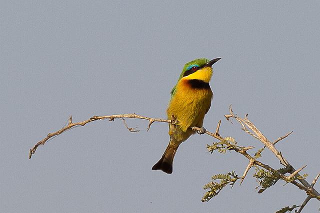 146 Okavango Delta, kleine bijeneter.jpg